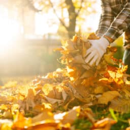 Close up of hands scooping up autumn leaves